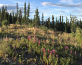 Le gouvernement a créé une zone de pare-feux en 2020, près du mont Sima, au sud de Whitehorse. La zone est située sur la route Copper Hall, construite dans les années 1960 et 1970 pour soutenir l’exploitation minière du cuivre dans la région de Whitehorse. &mdash; Photo : Gwendoline Le Bomin