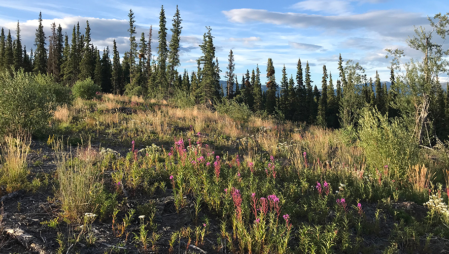 Le gouvernement a créé une zone de pare-feux en 2020, près du mont Sima, au sud de Whitehorse. La zone est située sur la route Copper Hall, construite dans les années 1960 et 1970 pour soutenir l’exploitation minière du cuivre dans la région de Whitehorse. &mdash; Photo : Gwendoline Le Bomin