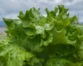 Les résultats du programme Nutrition Nord, créé en 2011, restent décevants.  &mdash; Photo : Nelly Guidici
