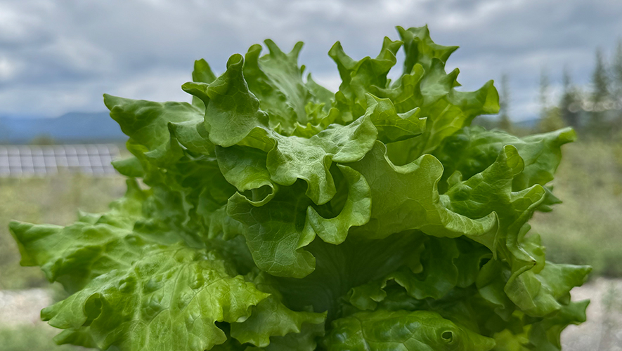 Les résultats du programme Nutrition Nord, créé en 2011, restent décevants.  &mdash; Photo : Nelly Guidici