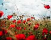 Le jour du Souvenir est l’occasion de se remettre en mémoire la signification de la paix, particulièrement dans le climat mondial tendu actuel.  &mdash; Photo : Oscar Nord – Unsplash