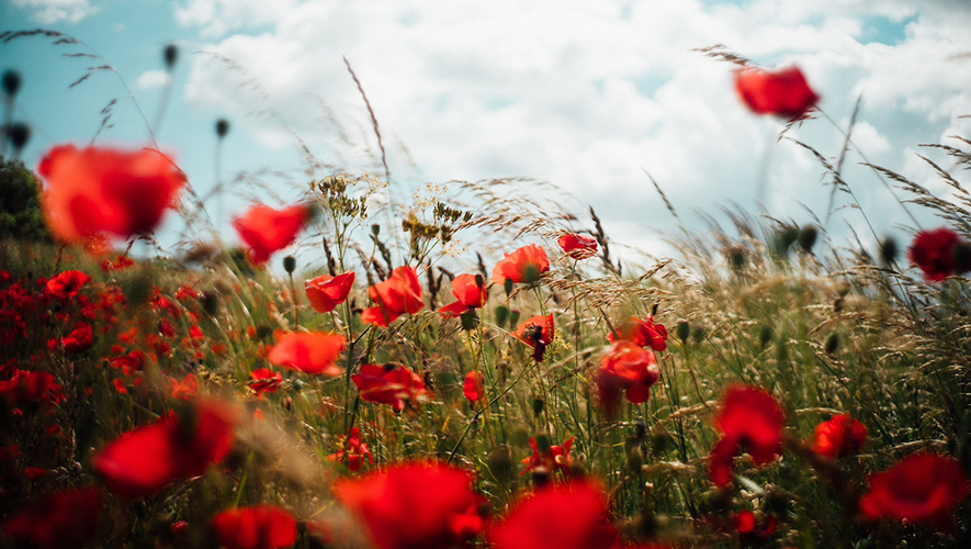 Le jour du Souvenir est l’occasion de se remettre en mémoire la signification de la paix, particulièrement dans le climat mondial tendu actuel.  &mdash; Photo : Oscar Nord – Unsplash