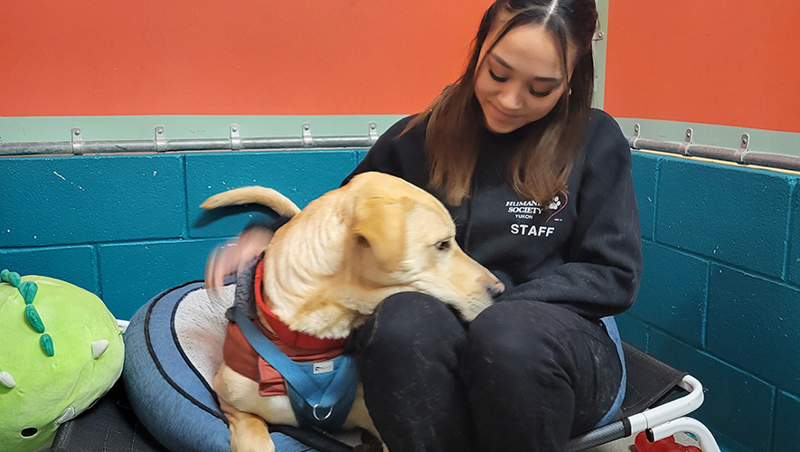 Tiara Nasogaluak, étudiante en dressage canin et employée de la Humane Society Yukon, avec son élève Rodger. &mdash; Photo : Stéphanie Arnold