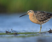Le bécassin roux est une espèce menacée au Yukon. &mdash; Photo : Daniel Irons, eBird