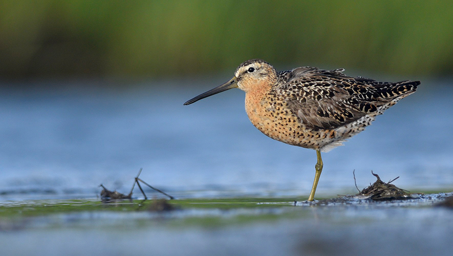 Le bécassin roux est une espèce menacée au Yukon. &mdash; Photo : Daniel Irons, eBird