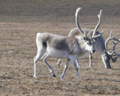 La population de caribous sur l’île de Baffin est maintenant estimée à plus de 48 000  &mdash; Photo : Paul Gierszewski - Wikimédias Commons