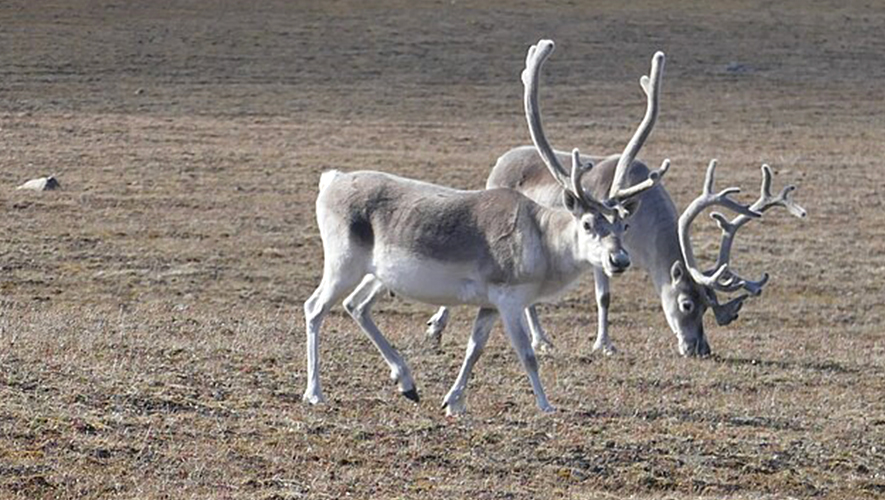 La population de caribous sur l’île de Baffin est maintenant estimée à plus de 48 000  &mdash; Photo : Paul Gierszewski - Wikimédias Commons