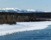 Il est possible d’observer les cygnes à divers endroits au Yukon. On en voit ici quelques-uns, regroupés proches du pont de Tagish, un endroit idéal pour l’observation sans déranger les oiseaux. &mdash; Photo : Maryne Dumaine