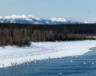 Il est possible d’observer les cygnes à divers endroits au Yukon. On en voit ici quelques-uns, regroupés proches du pont de Tagish, un endroit idéal pour l’observation sans déranger les oiseaux. &mdash; Photo : Maryne Dumaine