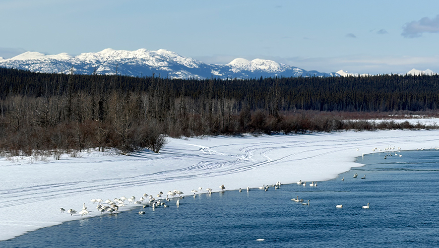 Il est possible d’observer les cygnes à divers endroits au Yukon. On en voit ici quelques-uns, regroupés proches du pont de Tagish, un endroit idéal pour l’observation sans déranger les oiseaux. &mdash; Photo : Maryne Dumaine