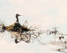 Les grèbes ont construit un nid flottant sur un tronc d’arbre mort à quelques mètres du rivage. &mdash; Photo : Cécile Girard