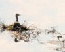 Les grèbes ont construit un nid flottant sur un tronc d’arbre mort à quelques mètres du rivage. &mdash; Photo : Cécile Girard