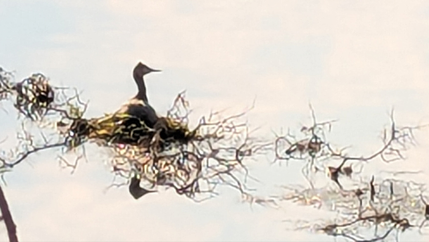 Les grèbes ont construit un nid flottant sur un tronc d’arbre mort à quelques mètres du rivage. &mdash; Photo : Cécile Girard
