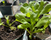 Au Yukon, le début juin est la bonne période pour transplanter les jeunes pousses en terre ou en pot vouées à aller en extérieur. Il est aussi encore temps de planter des graines de salades, betteraves, carottes ou épinards. &mdash; Photo : Maryne Dumaine