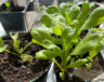 Au Yukon, le début juin est la bonne période pour transplanter les jeunes pousses en terre ou en pot vouées à aller en extérieur. Il est aussi encore temps de planter des graines de salades, betteraves, carottes ou épinards. &mdash; Photo : Maryne Dumaine