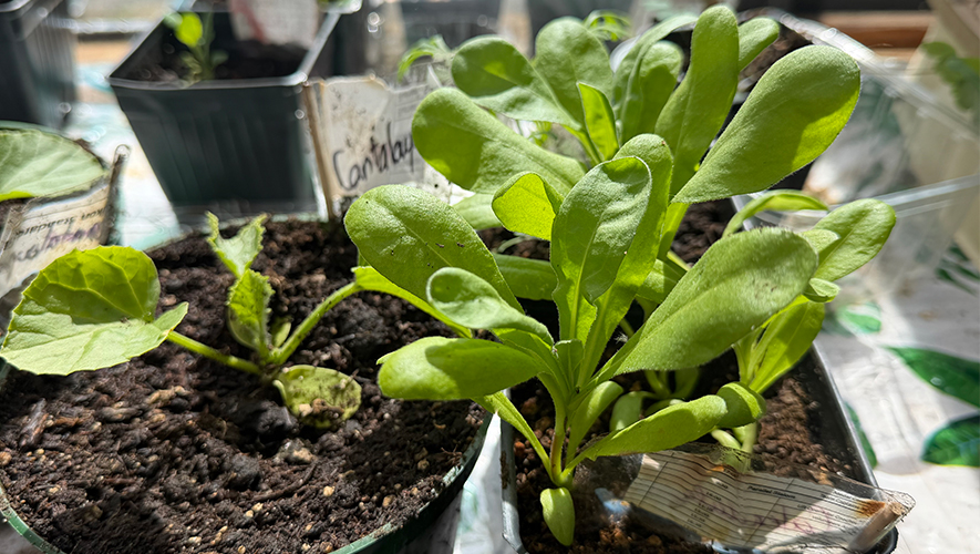 Au Yukon, le début juin est la bonne période pour transplanter les jeunes pousses en terre ou en pot vouées à aller en extérieur. Il est aussi encore temps de planter des graines de salades, betteraves, carottes ou épinards. &mdash; Photo : Maryne Dumaine