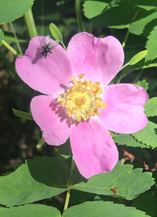 Les roses sauvages sont présentes partout au Yukon. Prenez soin de ne pas les récolter trop près des routes ni sur les territoires traditionnels autochtones, à moins d’avoir obtenu l’autorisation.  &mdash; Photo : Maryne Dumaine