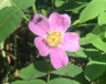 Les roses sauvages sont présentes partout au Yukon. Prenez soin de ne pas les récolter trop près des routes ni sur les territoires traditionnels autochtones, à moins d’avoir obtenu l’autorisation.  &mdash; Photo : Maryne Dumaine