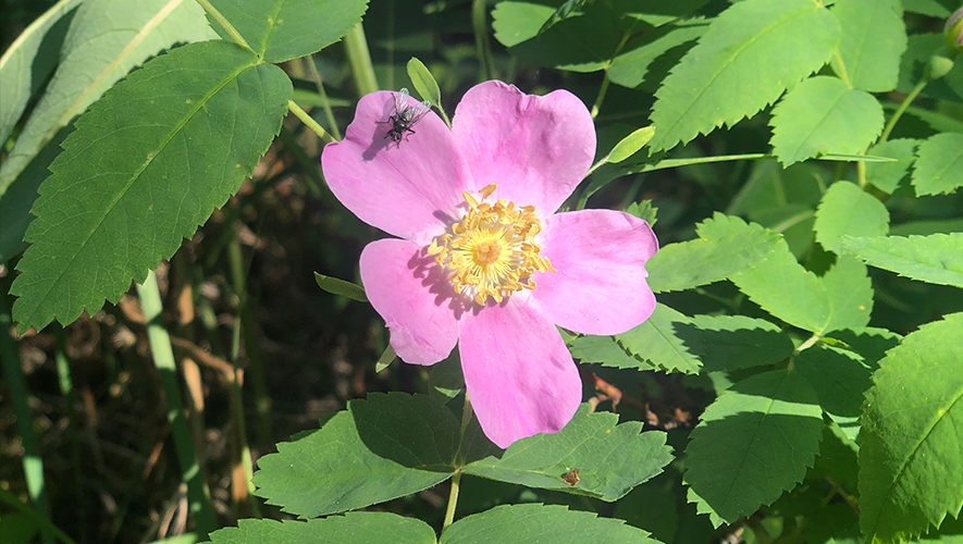 Les roses sauvages sont présentes partout au Yukon. Prenez soin de ne pas les récolter trop près des routes ni sur les territoires traditionnels autochtones, à moins d’avoir obtenu l’autorisation.  &mdash; Photo : Maryne Dumaine