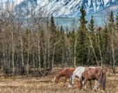 Scout, Sundance et Ranger. Scout et Sundance n’ont pas été observés depuis un moment. &mdash; Photo : Steve Wilson