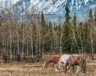 Scout, Sundance et Ranger. Scout et Sundance n’ont pas été observés depuis un moment. &mdash; Photo : Steve Wilson