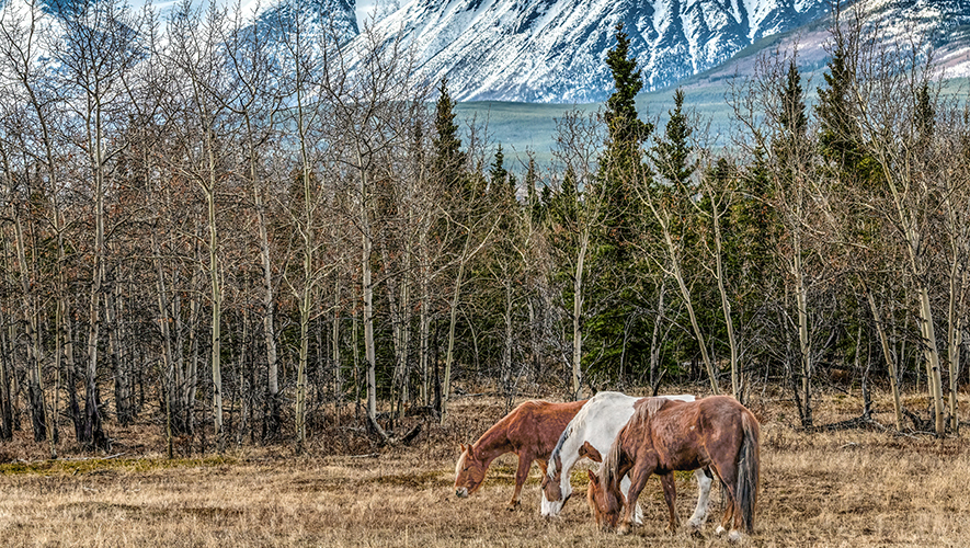 Scout, Sundance et Ranger. Scout et Sundance n’ont pas été observés depuis un moment. &mdash; Photo : Steve Wilson