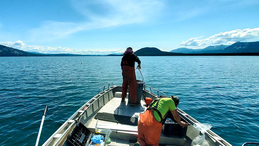 Évaluation de la santé des poissons au lac Little Atlin.
 &mdash; Photo : Gouvernement du Yukon