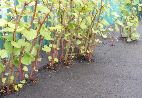 Alerte: renouée du Japon repérée dans le North End